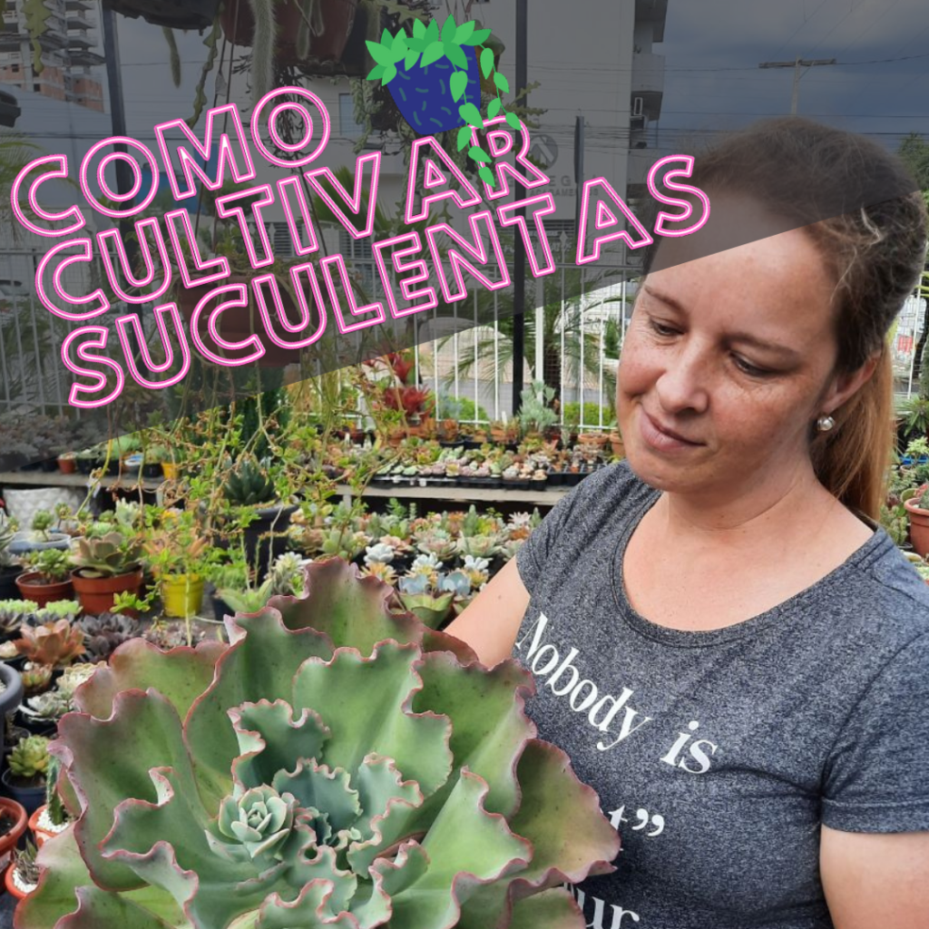 Como Cultivar Suculentas