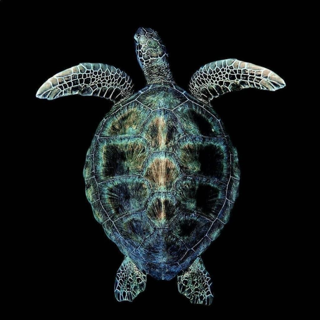 Mini Curso Tartarugas Marinhas: Biologia e Identificação