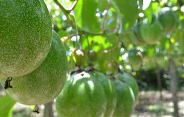 Curso como plantar Maracujá da semente a colheita