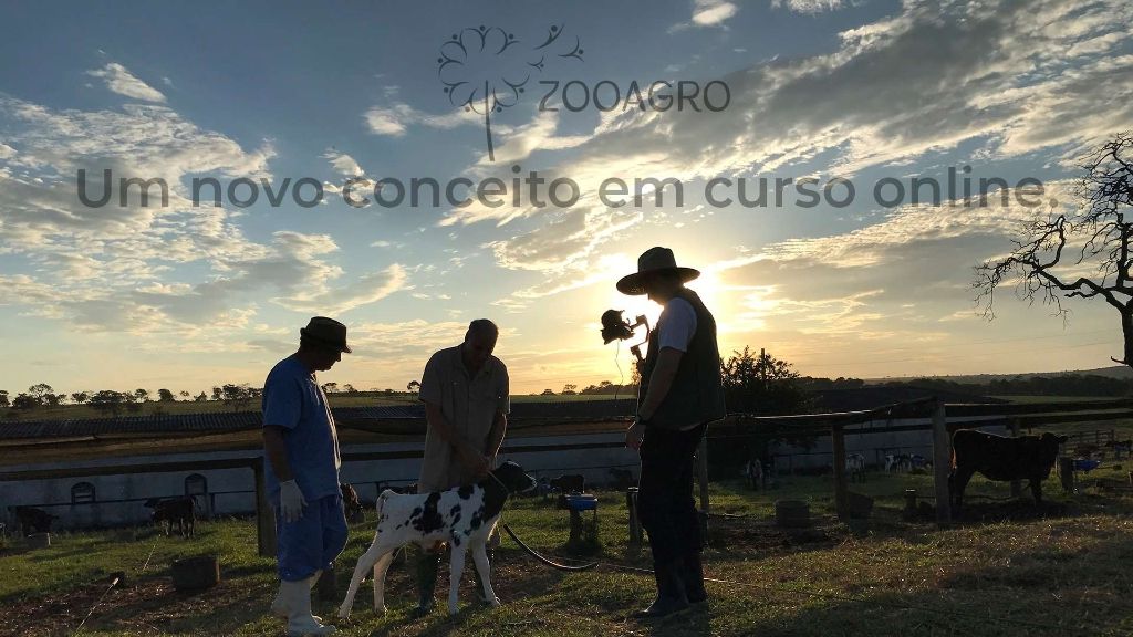 Medicina de produção na criação de bezerras - da gestação aos 5 dias de vida