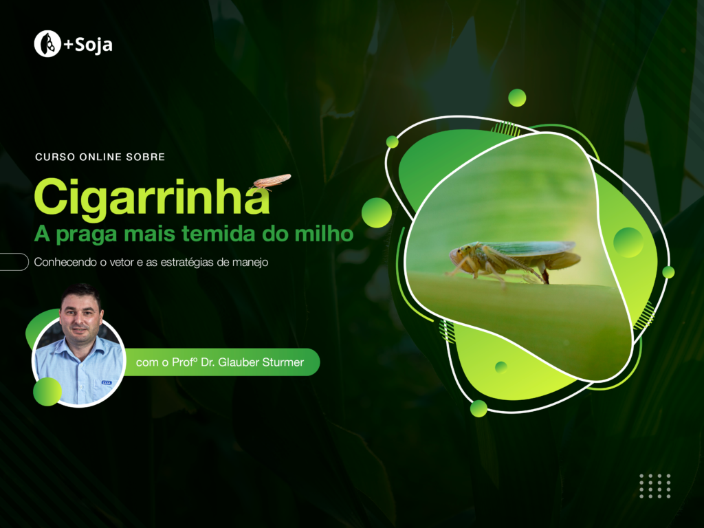 Cigarrinha: a praga mais temida do milho