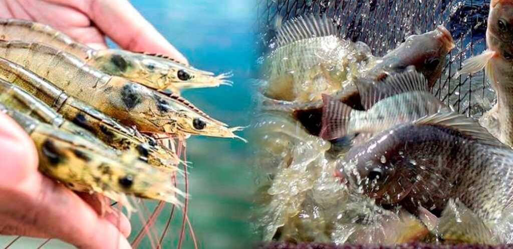 CURSO ONLINE DE CRIAÇÃO DE CAMARÃO MARINHO E TILÁPIAS EM BIOFLOCOS LONGE DO MAR EM TANQUES DE GEOMEMBRANA E FERROCIMENTO.